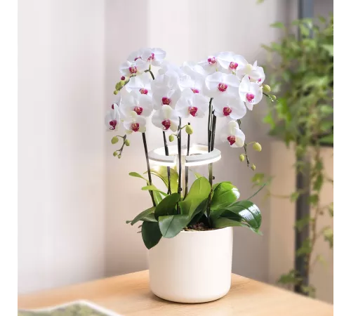 Светильник фито Cactus GARDEN светод. 7.5Вт цв.св.:белый (CS-LED-ORCHID)