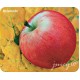 Defender Коврик для компьютерной мыши Juicy sticker 220х180х0.4 мм, 4 вида